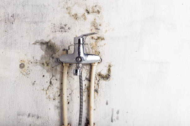 Best Mold Testing  in Meridian, CO