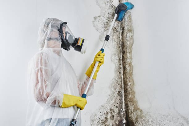 Best Black Mold Removal  in Meridian, CO
