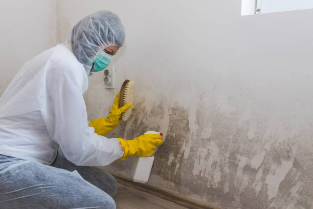 Best Black Mold Removal  in Meridian, CO