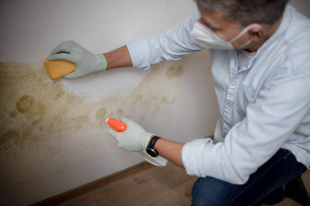 Best Emergency Mold Removal  in Meridian, CO