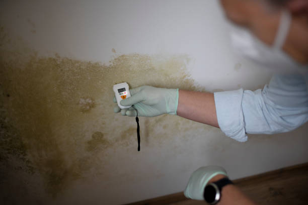 Best Crawl Space Mold Removal  in Meridian, CO