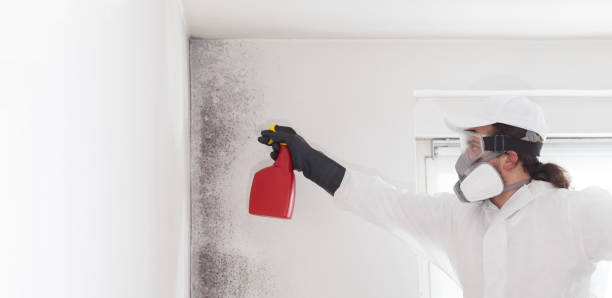 Best Mold Remediation  in Meridian, CO