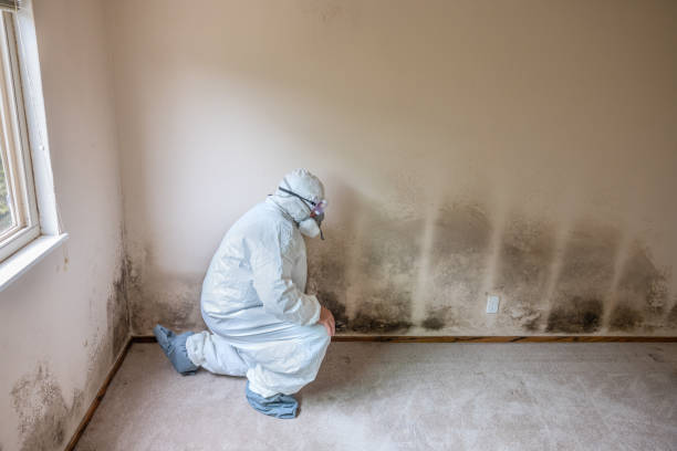 Best Office Mold Removal Services  in Meridian, CO
