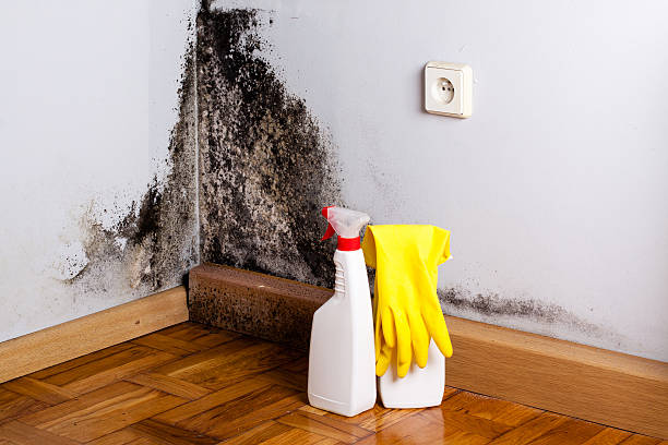 Reliable Meridian, CO Mold Removal Solutions