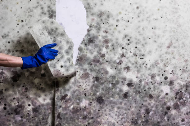 Best Toxic Mold Removal  in Meridian, CO