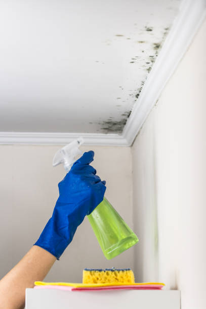 Best Toxic Mold Removal  in Meridian, CO